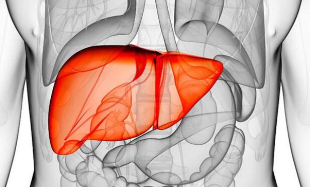 0727b7c3f37ba5ad3f6acdde213312ce_1453881774.jpg 肝.jpg